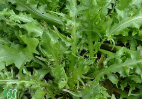 薺菜可以和西紅柿一起吃嗎？薺菜和西紅柿一起吃好嗎？