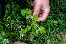 薺菜能和青菜一起吃嗎？薺菜和青菜一起吃好嗎？