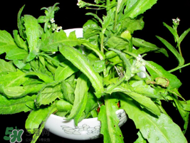 薺菜能和青菜一起吃嗎？薺菜和青菜一起吃好嗎？