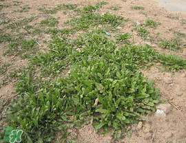 薺菜上有白點能吃嗎？薺菜背面有白點是什么？