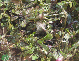 薺菜上有白點能吃嗎？薺菜背面有白點是什么？