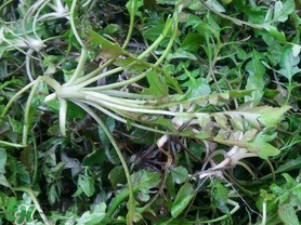 薺菜上有黑點(diǎn)能吃嗎？薺菜葉子上的黑點(diǎn)怎么回事？