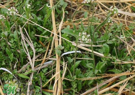 薺菜上有黑點(diǎn)能吃嗎？薺菜葉子上的黑點(diǎn)怎么回事？