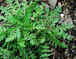 薺菜上有黑點(diǎn)能吃嗎？薺菜葉子上的黑點(diǎn)怎么回事？