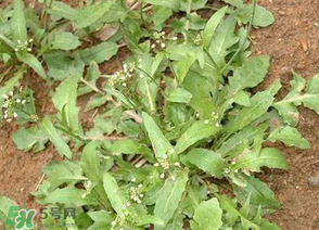 薺菜上的蟲子可以吃嗎？薺菜有蟲能吃嗎？