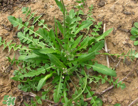 薺菜上的蟲子可以吃嗎？薺菜有蟲能吃嗎？