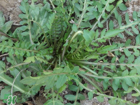 薺菜需要焯水嗎？薺菜焯水的好處