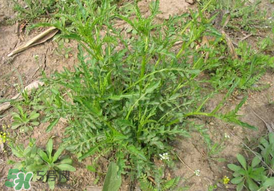 薺菜需要焯水嗎？薺菜焯水的好處