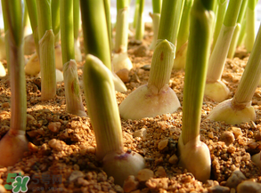 3月份可以種大蒜嗎？三月份種什么農(nóng)作物？