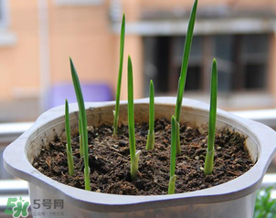 3月份可以種大蒜嗎？三月份種什么農(nóng)作物？