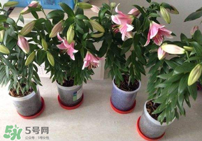 3月份可以種百合花嗎？百合幾月種植？