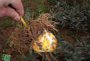 3月份可以種百合花嗎？百合幾月種植？