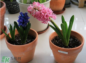 三月份可以種風(fēng)信子嗎？風(fēng)信子幾月份種植？