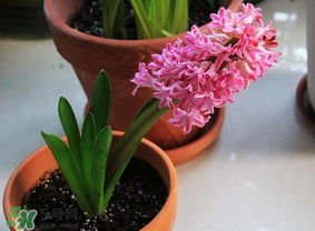 三月份可以種風(fēng)信子嗎？風(fēng)信子幾月份種植？