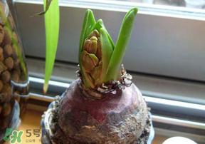 三月份可以種風(fēng)信子嗎？風(fēng)信子幾月份種植？