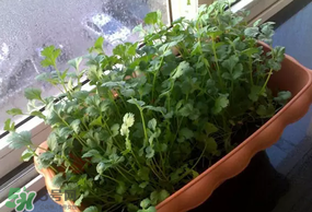 三月份可以種香菜嗎？香菜幾月份播種？