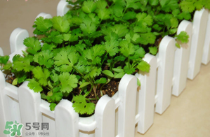 三月份可以種香菜嗎？香菜幾月份播種？