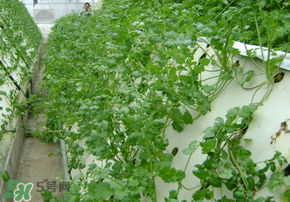 三月份可以種香菜嗎？香菜幾月份播種？