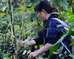 三月份可以種豆角嗎？豆角幾月份種？