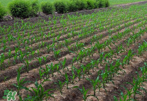 三月份可以種玉米嗎？玉米幾月份可以種？