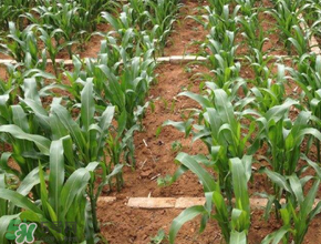 三月份可以種玉米嗎？玉米幾月份可以種？