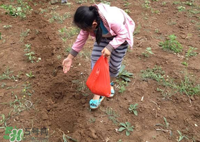 三月份可以種玉米嗎？玉米幾月份可以種？