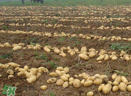 三月份可以種土豆嗎？土豆幾月份種植？