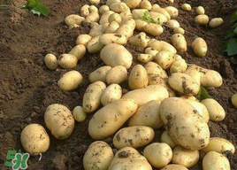 三月份可以種土豆嗎？土豆幾月份種植？