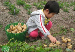 三月份可以種土豆嗎？土豆幾月份種植？