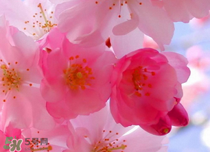 四月份還有櫻花嗎？四月份哪里有櫻花？