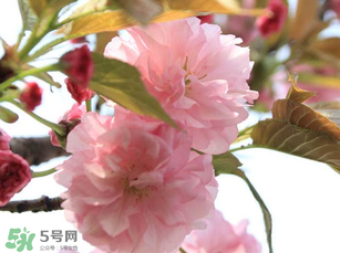 四月份還有櫻花嗎？四月份哪里有櫻花？