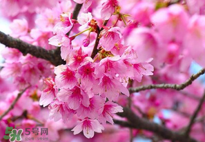 四月份還有櫻花嗎？四月份哪里有櫻花？