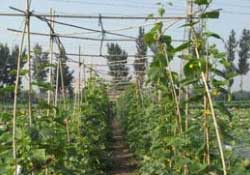 三月份可以種豆角嗎？豆角幾月份種？