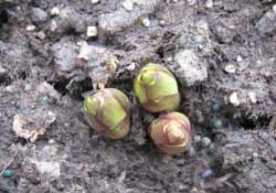 3月份可以種百合花嗎？百合幾月種植？