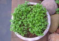 三月份可以種香菜嗎？香菜幾月份播種？