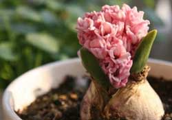 三月份可以種風(fēng)信子嗎？風(fēng)信子幾月份種植？