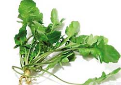 薺菜是什么菜？薺菜是什么野菜？