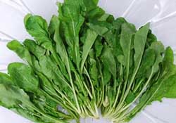 薺菜能和青菜一起吃嗎？薺菜和青菜一起吃好嗎？