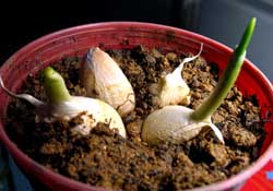 3月份可以種大蒜嗎？三月份種什么農(nóng)作物？