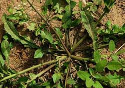 蒲公英和薺菜的能同食嗎？薺菜和蒲公英的區(qū)別