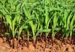 三月份可以種玉米嗎？玉米幾月份可以種？