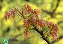 什么東西清火效果好？什么東西清火最快？