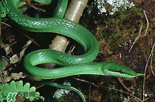 被蛇咬了怎么急救？被蛇咬了怎么辦？