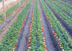 春天種草莓會(huì)結(jié)果嗎？春天種草莓什么時(shí)候結(jié)果？