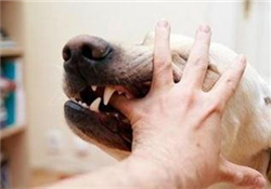 狂犬疫苗多少錢？狂犬疫苗價格？