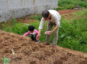 三月份可以種花生嗎？花生幾月份播種比較好？