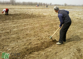 三月份可以種花生嗎？花生幾月份播種比較好？