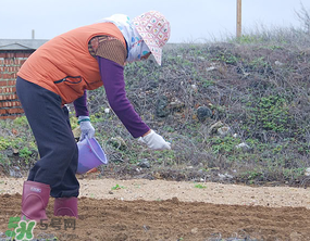 三月份可以種花生嗎？花生幾月份播種比較好？