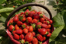 草莓可以泡酒嗎？草莓泡酒能喝嗎？