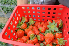 草莓可以泡酒嗎？草莓泡酒能喝嗎？